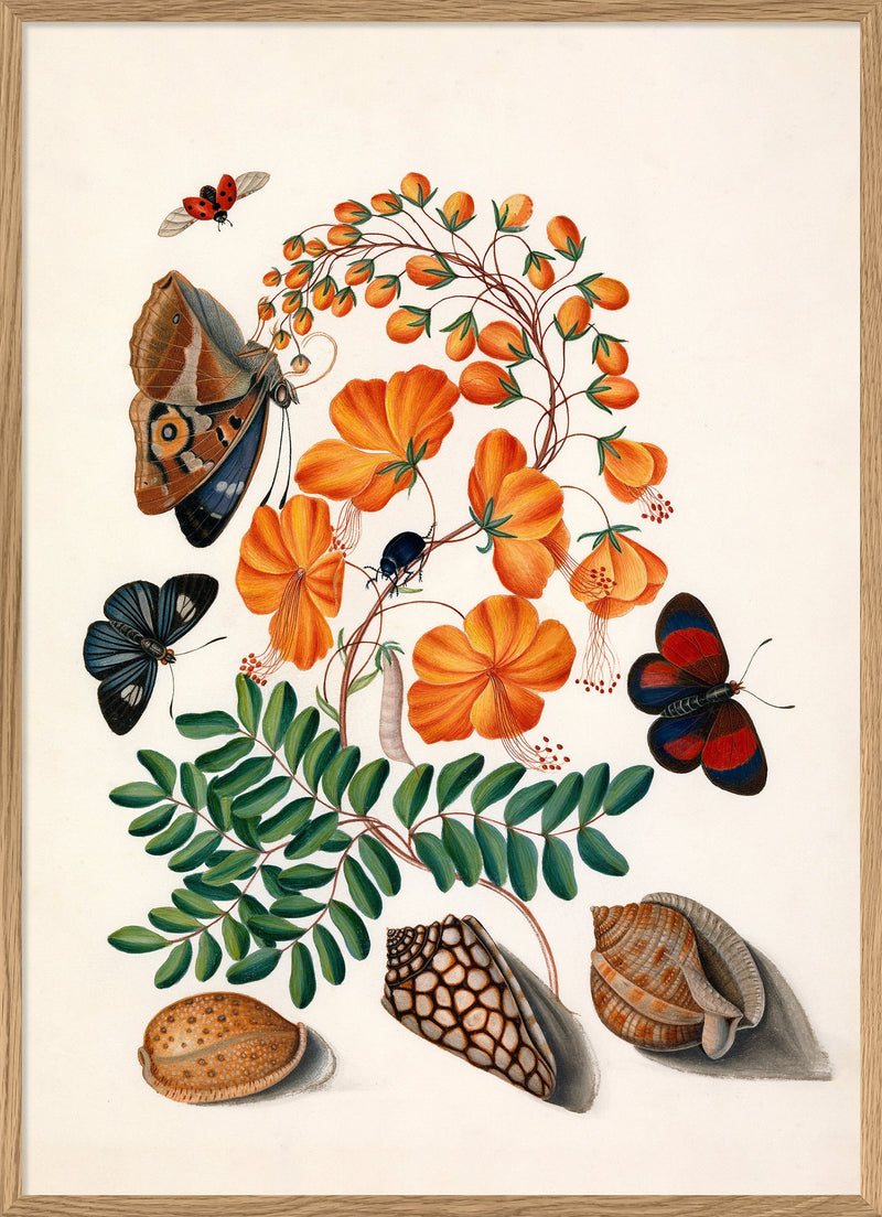 Two Butterflies, Orange Flower & Seashells