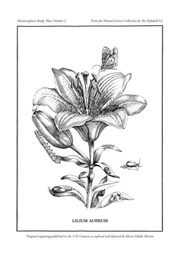Merian Plate No.1 Lilium Aureum