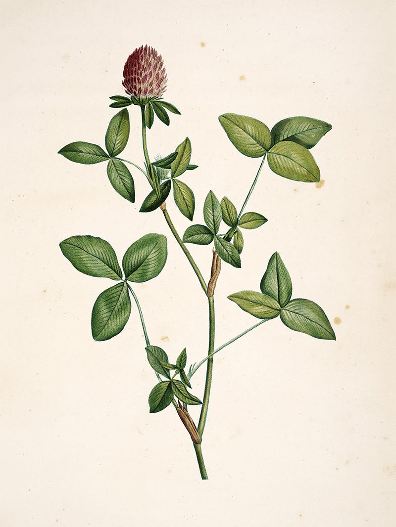Trifolium Pratense