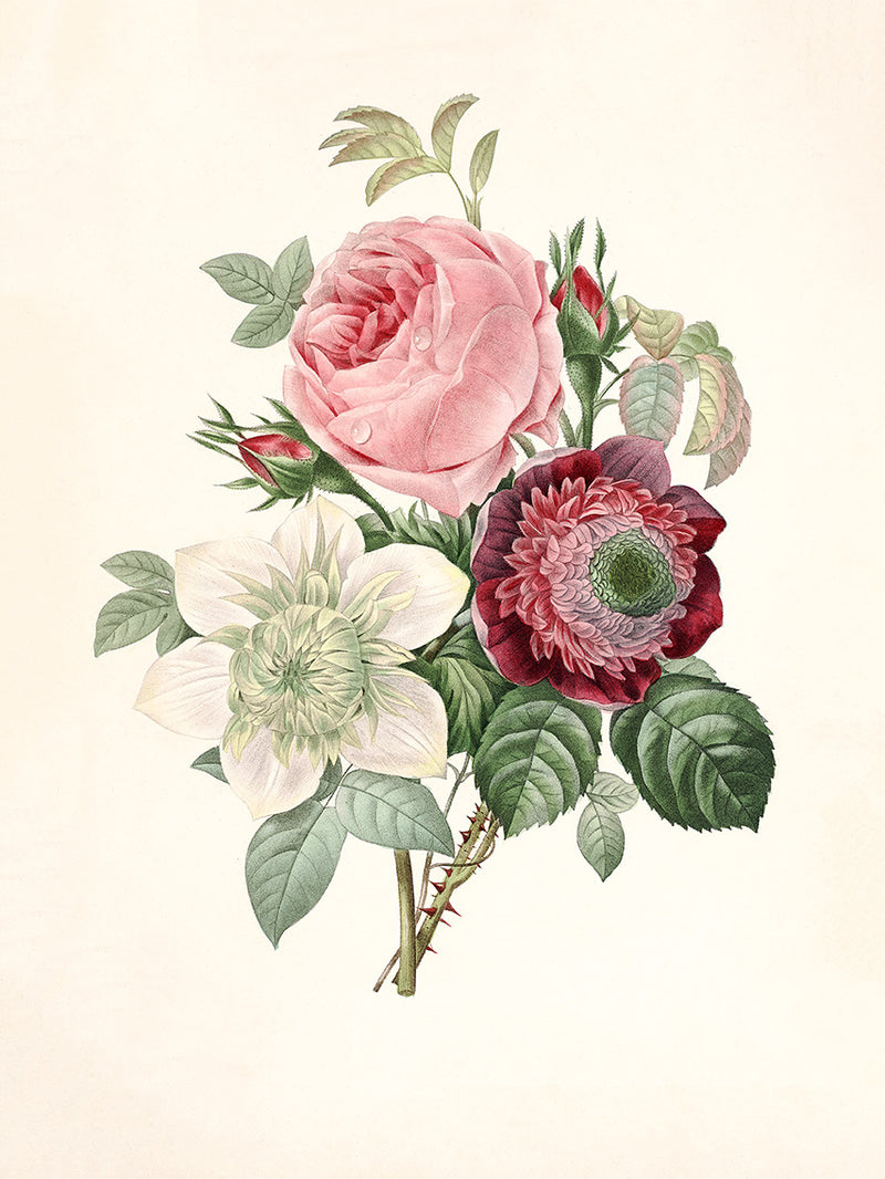 Rosa, Anemonastrum, Clematis